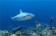 Žraloci v Egyptě opět útočí na turisty. Propad prodejů zájezdů do Egypta. 