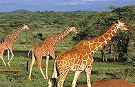 Masai Mara - Na safari do Keňi
