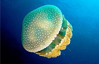 Na španělském pobřeží Costa Blanca útočí medúzy