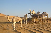 Sahara - největší poušť světa