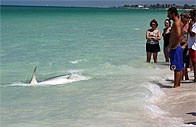 Žralok, který útočil na turisty v egyptském Sharm el Sheikh byl polapen