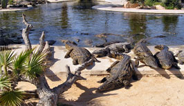 Djerba Explore Park - Krokodýlí farma